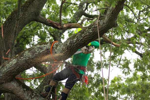 How Our Tree Care Process Works  in  Aberdeen, SD